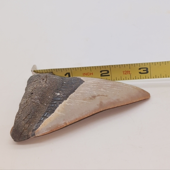 Real Otodus Megalodon Fossilized Shark Tooth 3 In Beautiful Colors - Picture 2 of 11